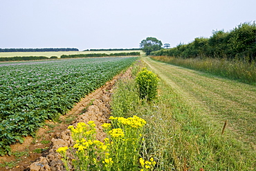 Footpath along verge by potato crop near Holkham, Norfolk, United Kingdom