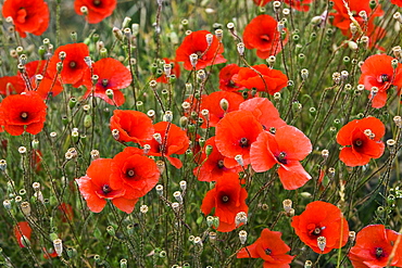 Poppy field, Cotswolds, United Kingdom