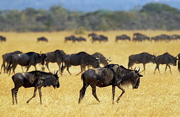 Herd of migrating Blue Wildebeest, Grumeti, Tanzania