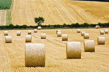 Straw bales, Cotswolds in Oxfordshire, United Kingdom