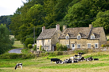 Quaint cottages and Friesian cows, Swinbrook, The Cotswolds, Oxfordshire, United Kingdom