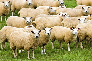 Flock of sheep grazing in a field , Oxfordshire, England