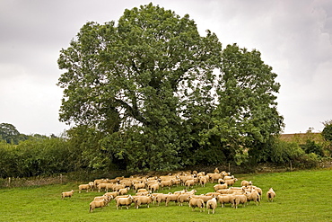 Flock of sheep grazing in a field , Oxfordshire, England