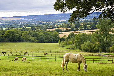 Horses and sheep grazing in paddock at Chastleton in the Cotswolds, England, United Kingdom.