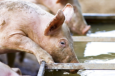 Gloucester Old Spot pig drinks from a trough, Gloucestershire, United Kingdom