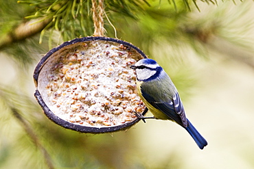 Blue Tit perched on a birdfeeder, The Cotswolds, United Kingdom