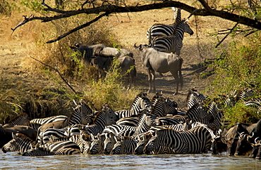 A herd of Common Plains Zebra (Grant's) drinking,  Grumeti, Tanzania