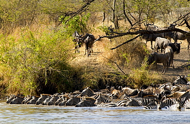 A herd of Common Plains Zebra (Grant's) drinking,  Grumeti, Tanzania