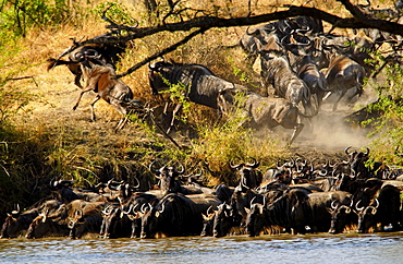 Herd of migrating Blue Wildebeest, Grumeti, Tanzania