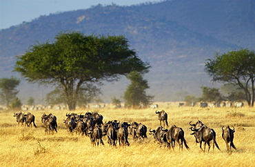 Herd of migrating Blue Wildebeest, Grumeti, Tanzania