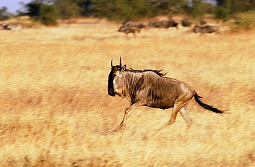 Migrating Blue Wildebeest running, Grumeti, Tanzania