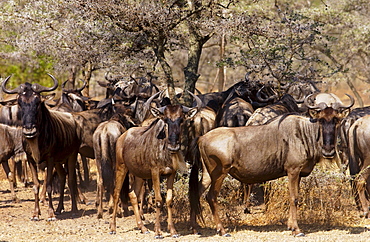 Herd of migrating Blue Wildebeest, Grumeti, Tanzania