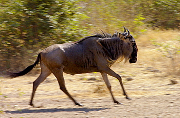 Migrating Blue Wildebeest running , Grumeti, Tanzania