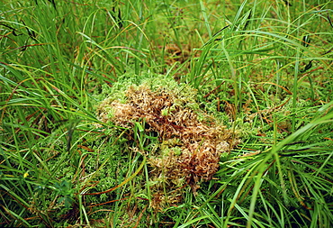 Sphagnum moss by Lake Kaniere conservation area, Hokitika,  South Island,New Zealand