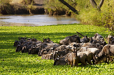 Herd of migrating Blue Wildebeest drinking, Grumeti, Tanzania