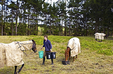 Young man feeds horses in a paddock in New Zealand