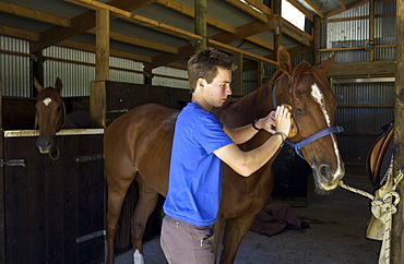 Young man grooms a horse in New Zealand