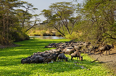 Herd of migrating Blue Wildebeest drinking, Grumeti, Tanzania