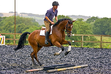 Young man schools his bay horse over trotting poles in Oxfordshire, United Kingdom