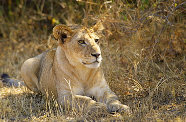 A Lioness, Grumeti, Tanzania, East Africa