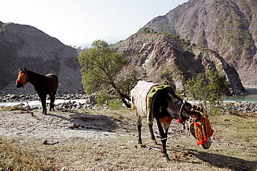 Donkeys from Brooke Hospital for Animals graze in village of Pattika, Pakistan