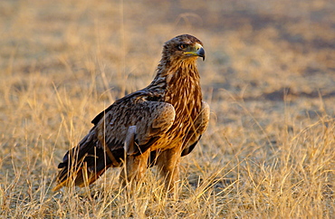 Tawny Eagle, Grumeti, Tanzania