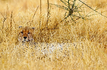 Cheetah, Grumeti, Tanzania, East Africa