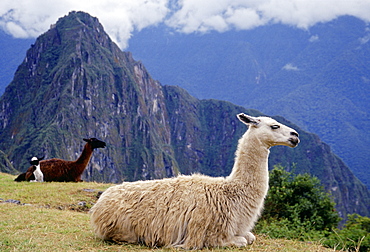 Llamas rest by Machu Picchu ruins of Inca citadel in Peru, South America