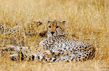 Cheetah, Grumeti, Tanzania, East Africa