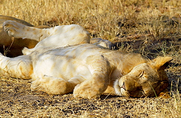 Lioness asleep, Grumeti, Tanzania, East Africa