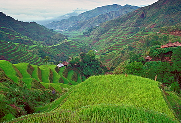 Rice Terraces, Banaue,Philippines