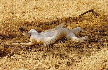 Lioness asleep, Grumeti, Tanzania, East Africa