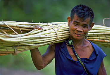 Ifugao man carrying a bundle of Rattan that he has cut from the mountainside, Banaue, Luzon,Philippines.