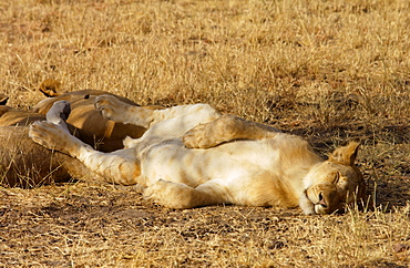 Lioness asleep, Grumeti, Tanzania, East Africa