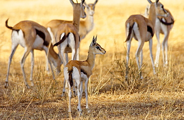 Thomsons Gazelles, Grumeti, Tanzania