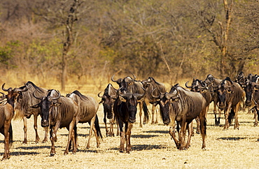 Herd of migrating Blue Wildebeest, Grumeti, Tanzania