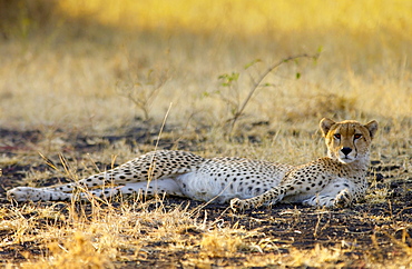 Cheetah, Grumeti, Tanzania, East Africa