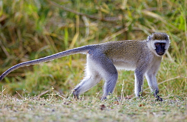 Vervet Monkey (Green Monkey), Grumeti, Tanzania