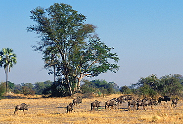 Herd of wildebeests  in the savannah  in Moremi National Park , Botswana