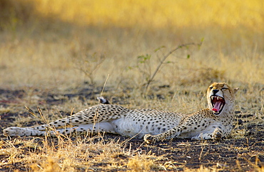 Cheetah yawning,Grumeti,Tanzania