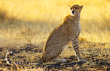 Cheetah, Grumeti, Tanzania, East Africa