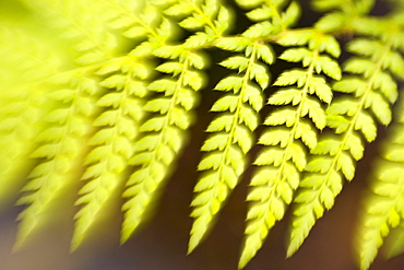 Fern in a London garden, England, United Kingdom