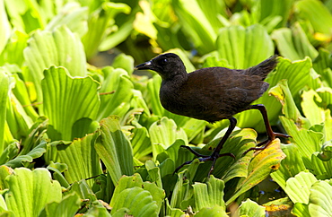 Immature Black Crake on water cabbage,  Grumeti, Tanzania, East Africa