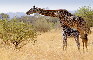 Adult giraffe and calf feeding in Grumeti, Tanzania