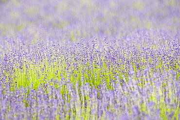 Snowshill Folgate lavender field, Worcestershire, United Kingdom The Cotswolds