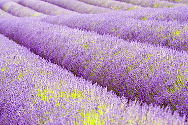 Snowshill lavender field, Worcestershire, United Kingdom The Cotswolds