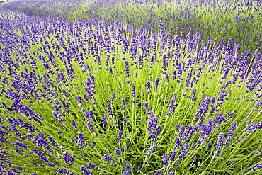 Snowshill Imperial Gem lavender field, Worcestershire, United Kingdom The Cotswolds