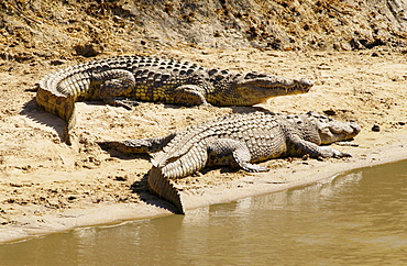 Nile Crocodiles, Grumeti River, Tanzania, East Africa