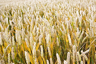 Wheat field in Marlborough Downs, Wiltshire, England, United Kingdom