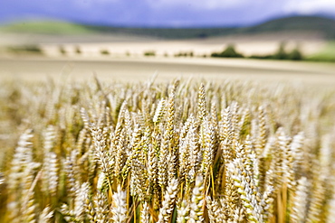 Wheat field in Marlborough Downs, Wiltshire, England, United Kingdom